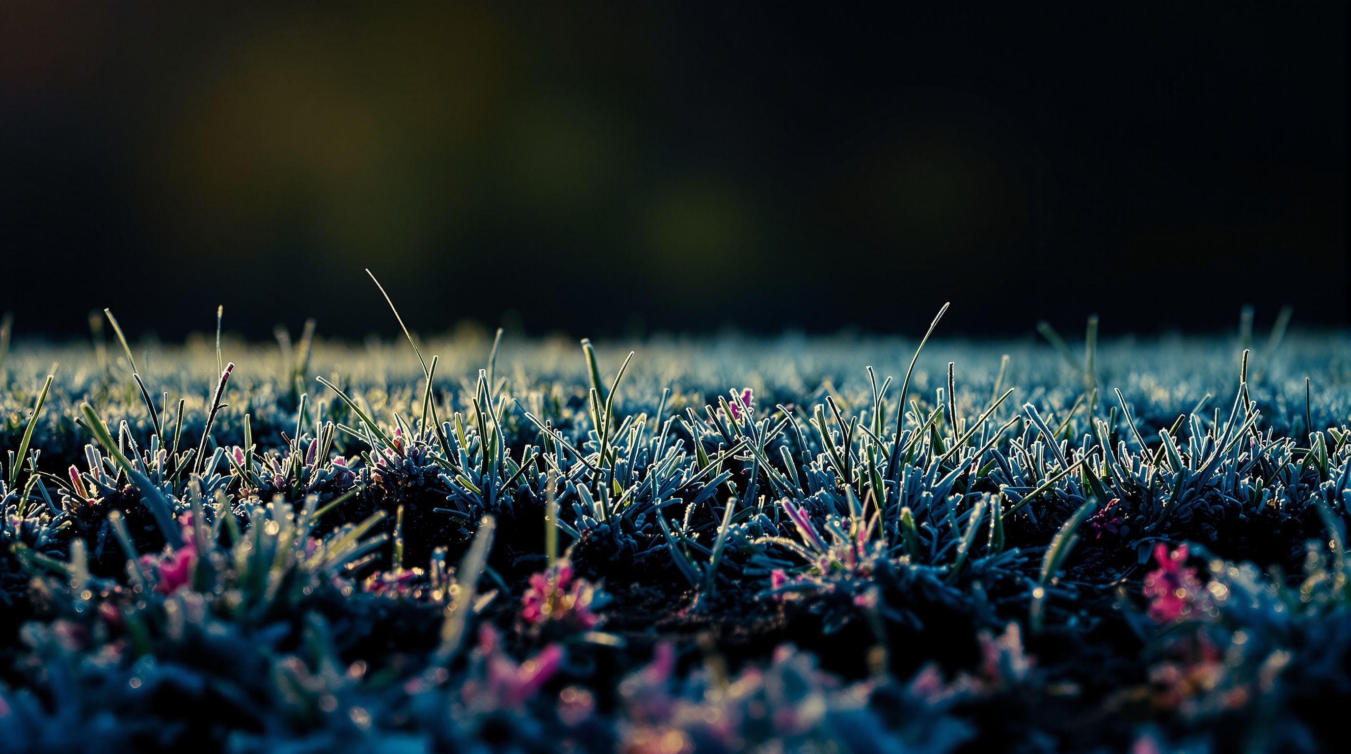 Titelbild zur Tagesmeldung vom 17. September 2026: Ein Feld vor dem ersten Frost: noch offen, noch grün, aber mit einer Spannung in der Luft, die keine Wärme mehr aufhebt.